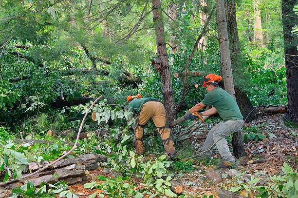 Best Tree Root Removal  in White Oak, TX